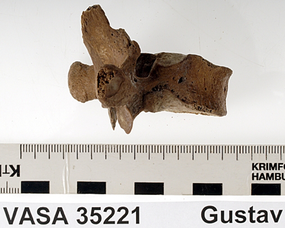 Bröstkota nr 7. I gott skick.
Vertebra Thoracicae no 7.