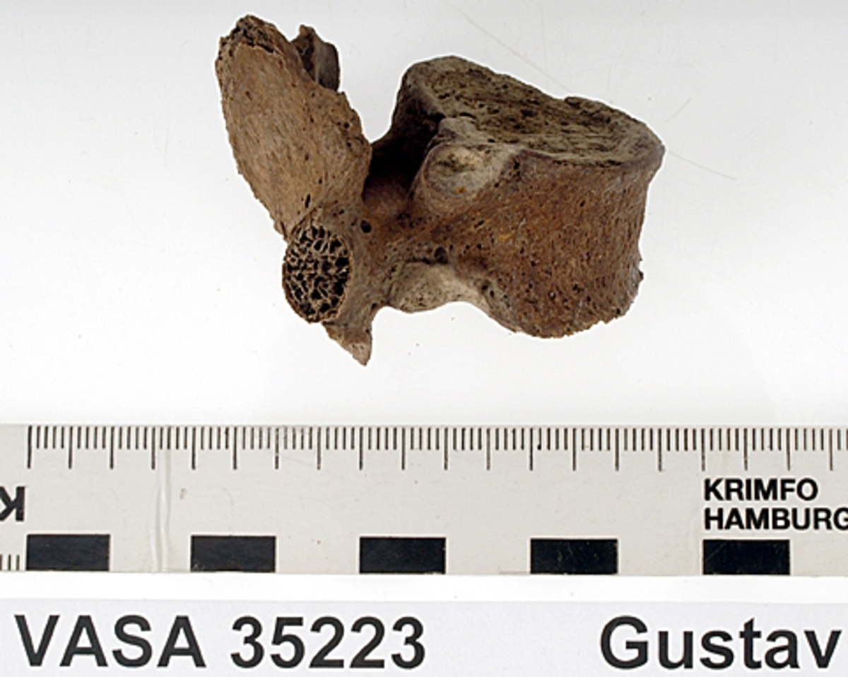 Bröstkota nr 9. I gott skick.
Vertebra Thoracicae no 9.