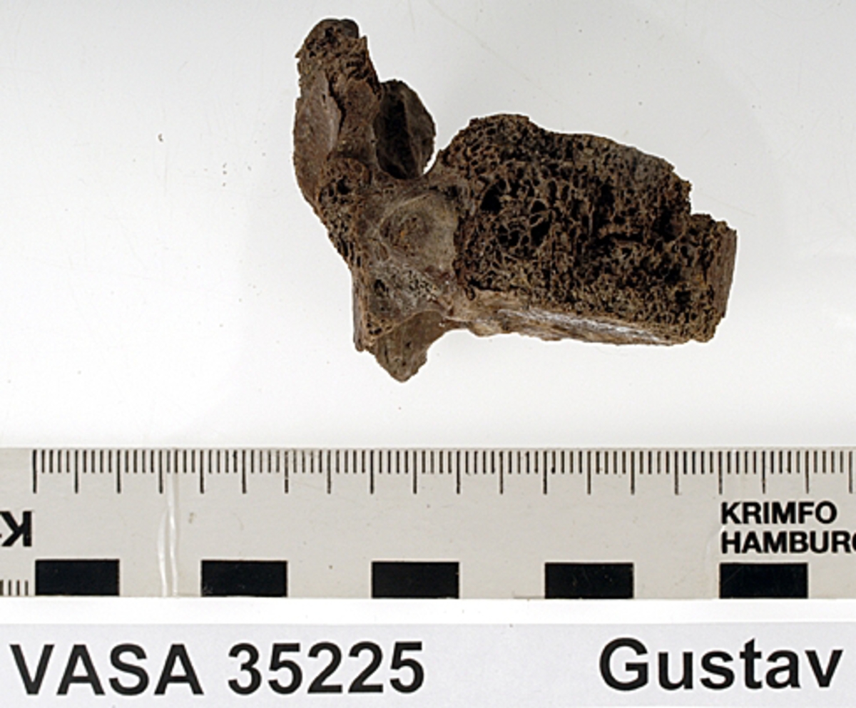 Bröstkota nr 11. I gott skick.
Vertebra Thoracicae no 11.