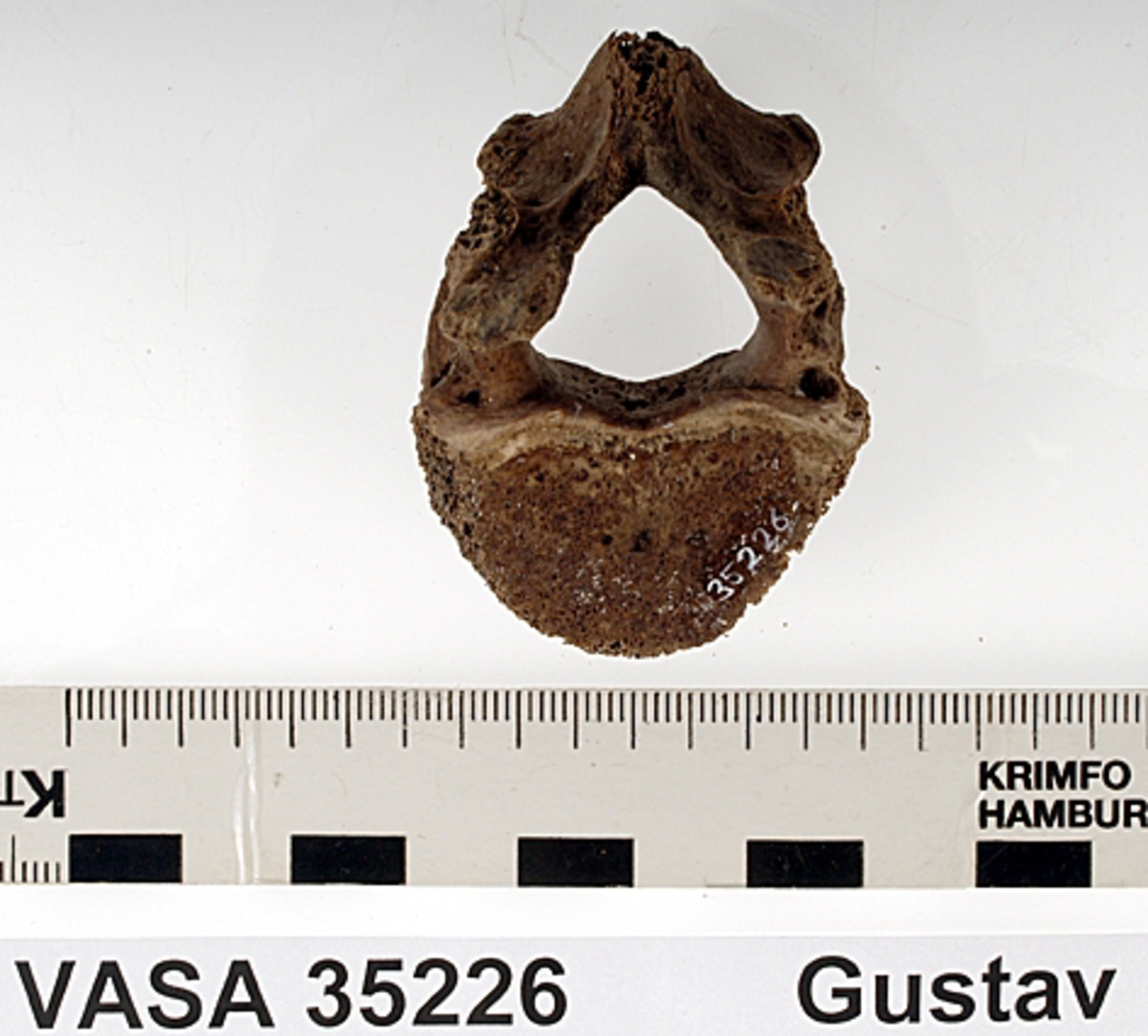 Bröstkota nr 12. I gott skick.
Vertebra Thoracicae no 12.