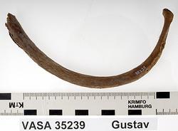 Människoben från skeppet Vasa