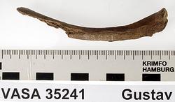 Människoben från skeppet Vasa