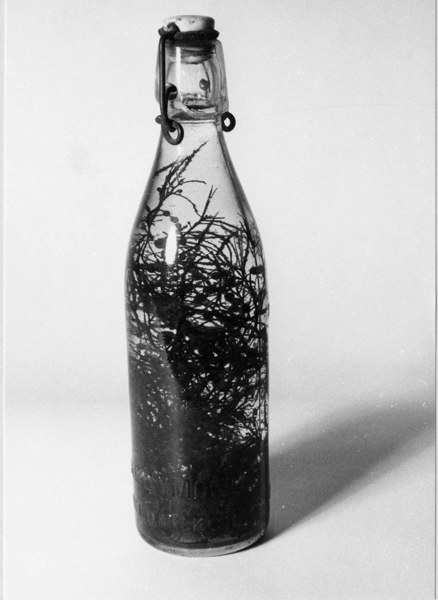 Flaska fylld med sjögräs, minne från Sargassohavet. Patentkork på flaskan.