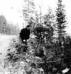 Neg nr 25. Spantämne, en liten krokvuxen tall, hugges. Foto 6.10 (1962).