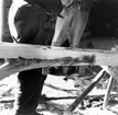 Neg nr 71. Kölen har vänts upp. Nararna klyvs i ändan med knivsudd och hammare. Foto 6.8 (1962).