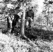 Neg nr 201. Ämne till baknaft hugges ur gran med vidsittande rotben. Foto 14.8 1962.