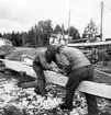 Skevningen på bordsplanka hyvlas till, aug 1954