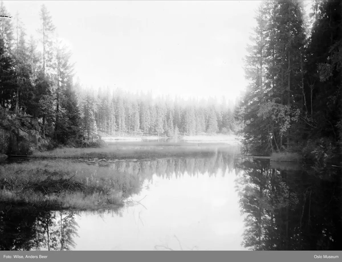 skog, vann, speiling, stemning