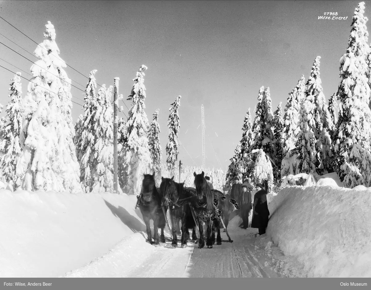 skog, grantrær, snø, vei, hester, snøplog, snøbrøyting, menn, radiomast, elektrisitet