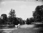 Hunden Lasko, Örebro, Närke 1900 - 1901