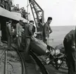 Manskap i arbete med en torped på däck på kryssaren Tre Kronor, 1949.