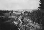 Kor trängs genom fägatan på väg ut till betet i skogen från Tandbergs fäbodar, Orsa socken, Dalarna.