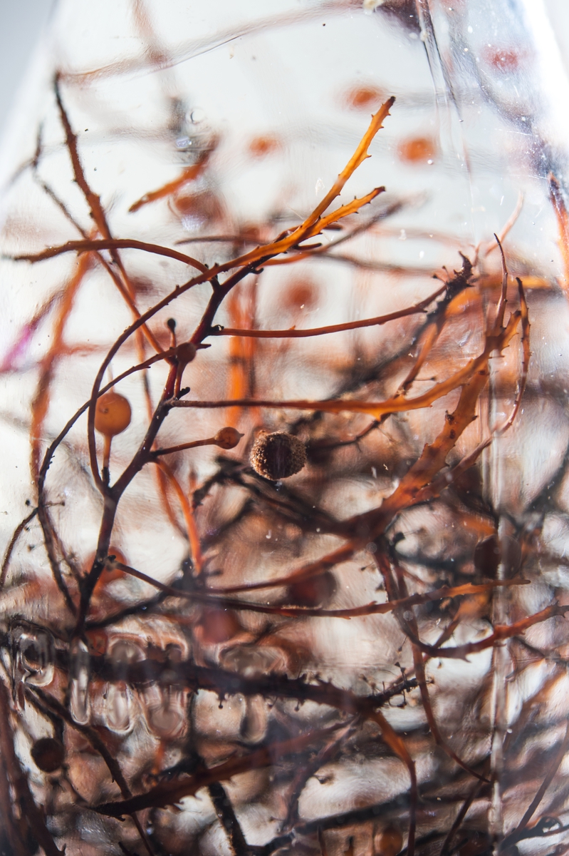 Flaska fylld med sjögräs, minne från Sargassohavet. Patentkork på flaskan.