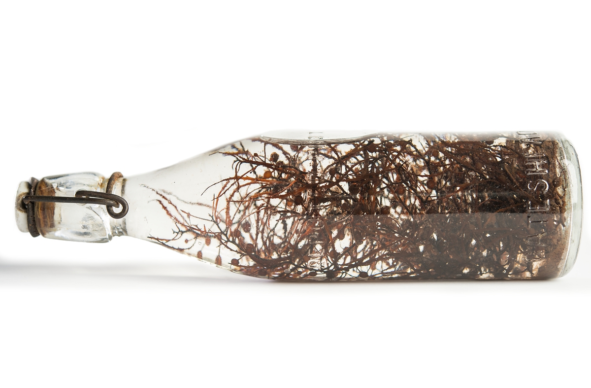 Flaska fylld med sjögräs, minne från Sargassohavet. Patentkork på flaskan.
