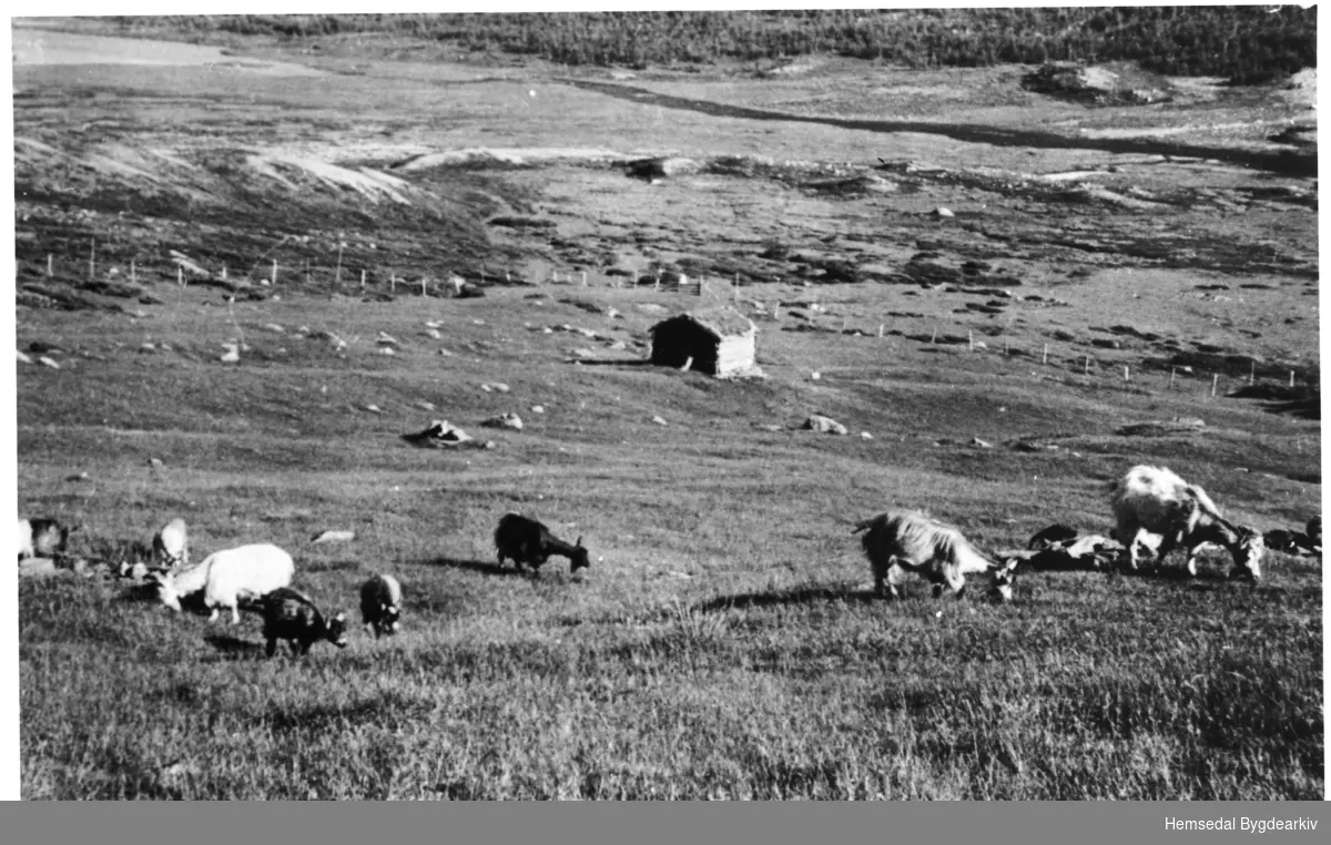 Geiteflokken til Søre Vøllo, 85.1,  på Steinbuvollen i Hydalen