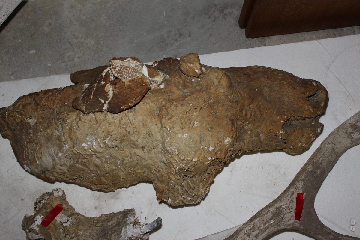 Skulptur i gips av en jerv som angriper en elgkalv. Den er i flere deler.
Denne figuren støpt i bronse ble solgt til Lindesnes kommune. Står foran Lindesnes Omsorgsenter.