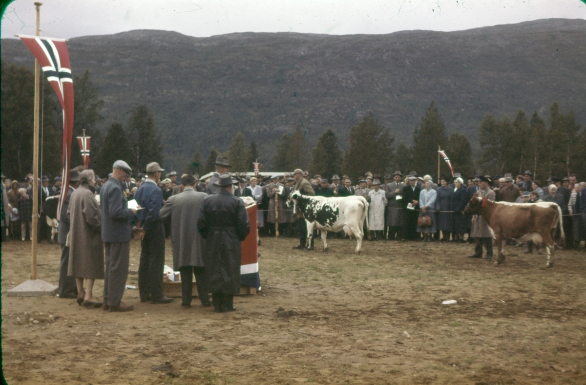 Dyrskue (fesjå).