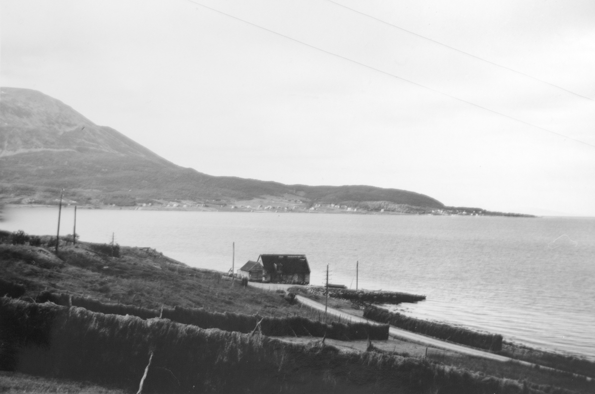 Hesjer på Stornes, med Grytøya i bakgrunnen.