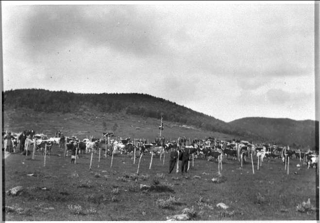 Fesjå på Åsegarden, der hvor militærleiren er nå.