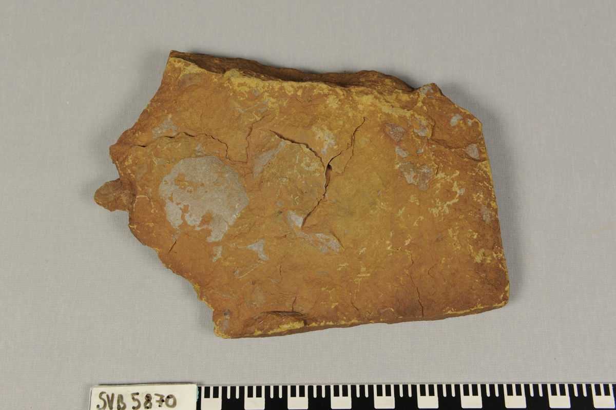 Rødbrun steinplate med fossile skjell av dyret urfisk fra devontiden, Pteraspider.