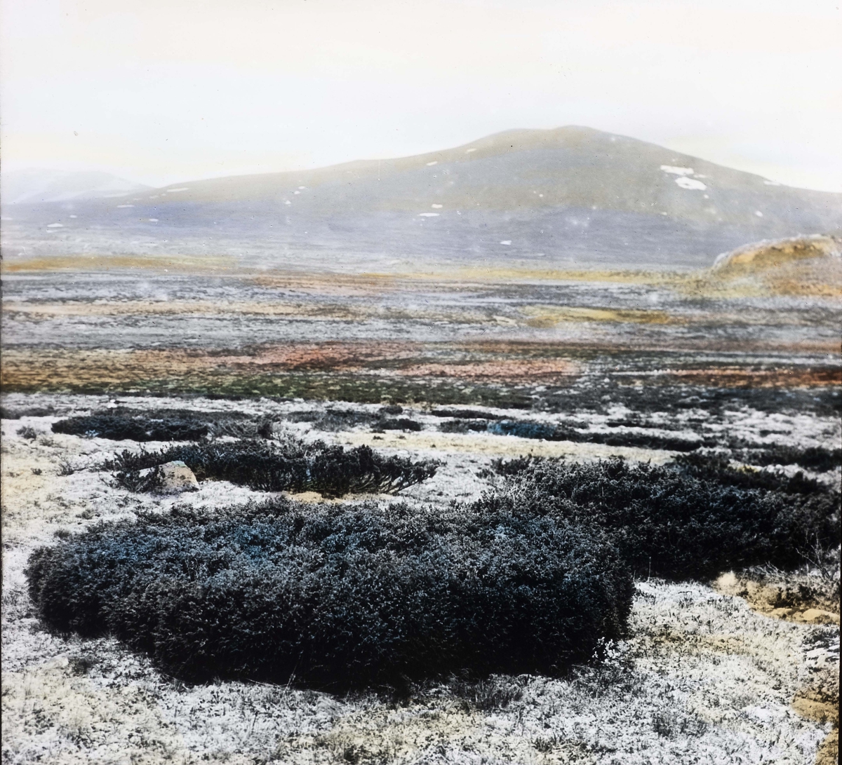 LANDSKAPSBILDER SØR-NORGE: Kolla, Dovre.