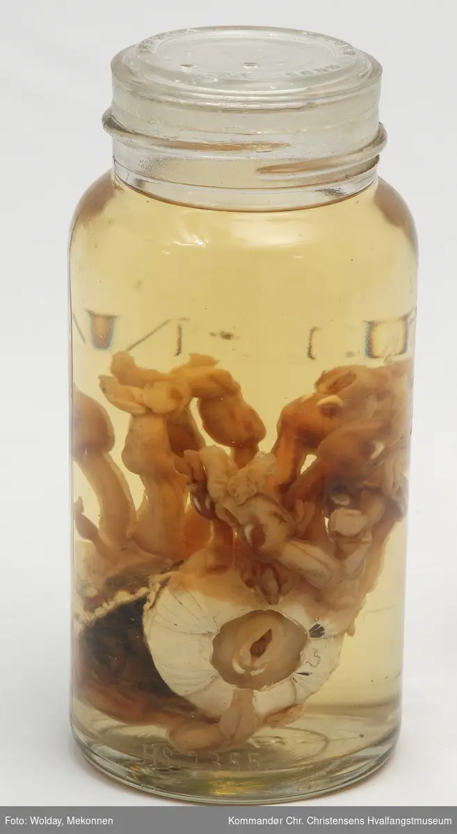 Våtpreparat, Coronula diadema med Conchoderma auritum festet til seg, såkalt hvallus, i et glass med sprit/formalin.