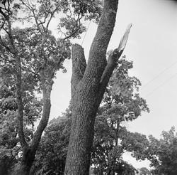 Åskväder - träd vid Stockholmsvägen, Uppsala juli 1947