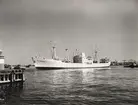 M/S PALMA. Foto från Köpenhamn augusti månad 1961.