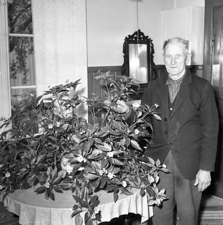 Enligt notering: "Gubbe med blomma Aug -60".