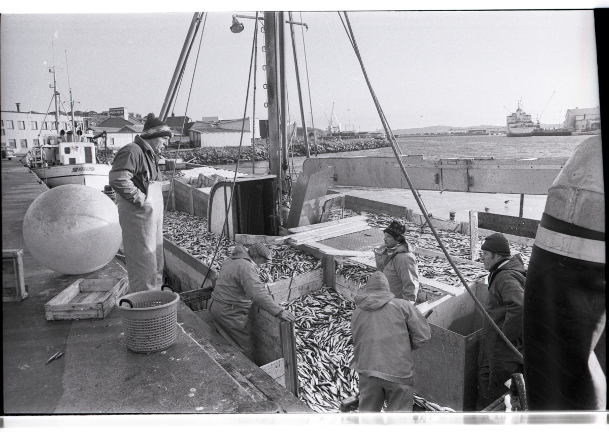 Fiskebåten LL372 Thailand av Smögen lossar skarpsill i Lysekil på 1980-talet. Thailand var följebåt till LL279 Släggö av Lysekil. På kajen Släggös skeppare Roger Selander och närmast honom på däck brodern Ove Selander.