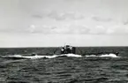 Ubåten Sjölejonet juni 1953.