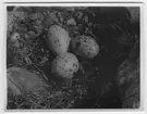 'Strandskata, bo med 3 st ägg. Närbild. ::  :: Ingår i serie med fotonr- 1114-1147.'