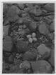 'Strandskata, bo med 4 ägg. Närbild. ::  :: Se serie med fotonr. 1174-1187.'