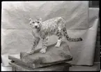 'Snöleopard. ::  :: Gen.kat.nr. 1904-617. ::  :: Finns i monter nr. 11 i däggdjurssalen på Göteborgs Naturhistoriska museum.'