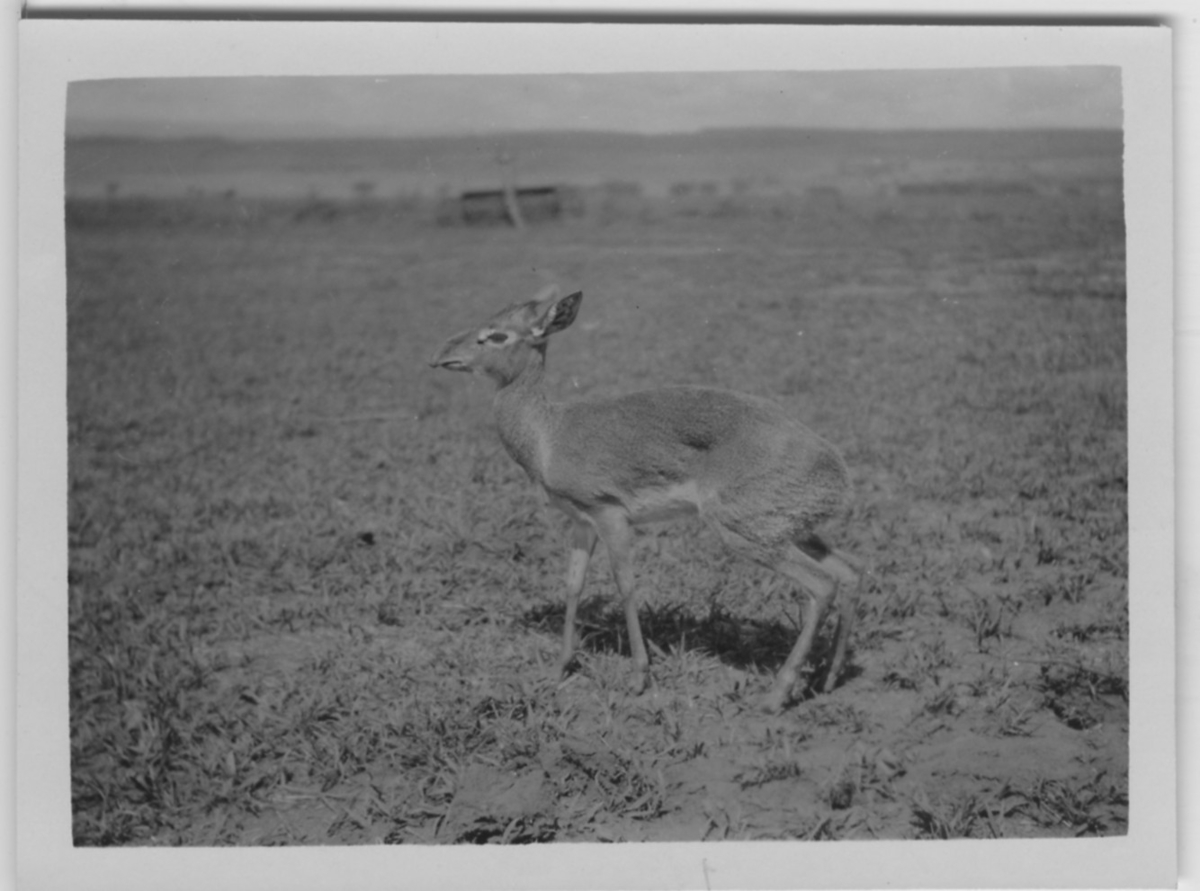 'Duikker (enligt baksidan av fotografiet). ::  :: Serie fotonr 1434-1449'