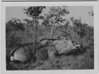 'Skjuten roanantilop (enligt baksidan av fotografiet), liggande på gräsbevuxen mark med viss trädvegetation. Stäpp. ::  :: Serie fotonr 1434-1449'