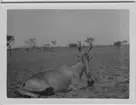 'Hartebeest liggande på marken, vy med stäpp. Hartebest (enlligt baksidan av fotografiet). ::  :: Serie fotonr 1434-1449'