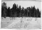 Slaguggla, häckningsterräng, skogsglänta med snö. Vinterlandskap.