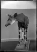 'Okapi, monterad,. Fynddatum: 1912-00-00. ::  :: Står utställd i monter nr. 34 i däggdjurssalen på Göteborgs Naturhistoriska Museum (2007-10-02). ::  :: Ingår i serie med fotonr. 1594-1598.'