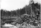 'Bäverhydda i Vehus-Tjernet, 1 man står bredvid hyddan. Vy med tjärnen i bakgrunden samt tallskog. ::  :: Ingår i serie med fotonr. 1738-1749.'