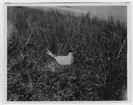 'Silvertärna på boet i gräsvegetation, sedd från sidan. ::  :: Ingår i serie med fotonr. 2116- 2160.'