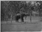 Elefant med ryttare samt bärande hink med snabeln. Trähägnad i bakgrunden.