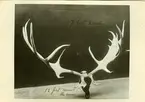 'Hjorthorn med kranium. Anteckning om hornens mått finns på fotot. ::  :: Se fotonr. 265-268.'