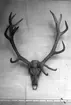 'Horn och kranium av subfossil kronhjort. ::  :: Bilden med i Göteborgs Naturhistoriska Museums Årstryck 1910 s.23.'