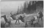 '5 st hjortar i förgrunden. Text på baksidan: ''Roosevelt elk group. Donated to the Academy by WM. C. van Antwerp'' ::  :: Ingår i serie med fotonr. 2915-2929, se även fotonr 2914:2.'