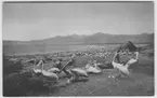 'ca 10 pelikaner i förgrunden, vy med samling pelikaner i fonden. Visande födomarker för pelikanerna. Text på baksidan: ''White pelican habitat group. Showing breeding grounds on Anaho Island, Pyramid Lake, Nevada. Donated to the Academy by A. K. Macomber.'''' ::  :: Ingår i serie med fotonr. 2915-2929, se även fotonr 2914:2.'