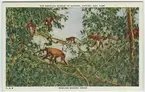 '5 vrålapor i träd. Text på baksidan: ''Howling monkey group. The cry of the howling monkey is frequently taken for that of the jaguar. The throat is provided with a bony box that is belived to act as sounding board. The cry may be heard for two miles.'' ::  :: Ingår i serie med fotonr. 2941-2954. Se även serie med fotonr. 2930-2940 med vykort delvis samma motiv, icke kolorerade.'