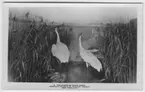 'Text på baksidan: ''Whooping crane group.'' ::  :: Ingår i serie med fotonr. 2941-2954. Se även serie med fotonr. 2930-2940, som delvis är samma motiv men kolorerade. Se speciellt fotonr. 2936, samma motiv.'