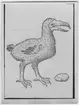 'Clusius' teckning av dronten efter van Neck's bild. Avfotografering av teckning. ::  ::  :: Ingår i serie med fotonr. 2984-3010, foton och teckningar på dront och garfågel bl.a.'