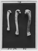 '3 ben av Tordmule och 2 st ben av garfågel. Vänster humerus. Coll.an.6112, Coll.an.6115. :: 1932-5808. :: Fotonr 3003:1-2 på samma bild och eng. :: Även fotonr 3527 ::  ::  :: Ingår i serie med fotonr. 2984-3010, foton och teckningar på dront och garfågel bl.a.'